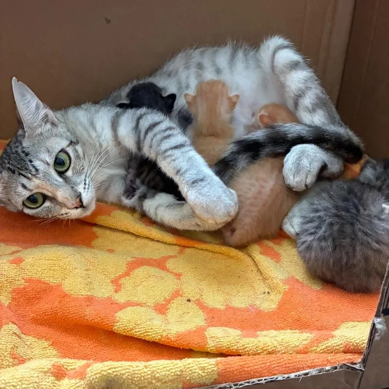 Rain & Sunshine Bonded thumbnail 3