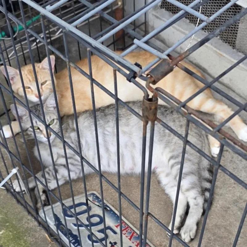 Rain & Sunshine Bonded thumbnail 5