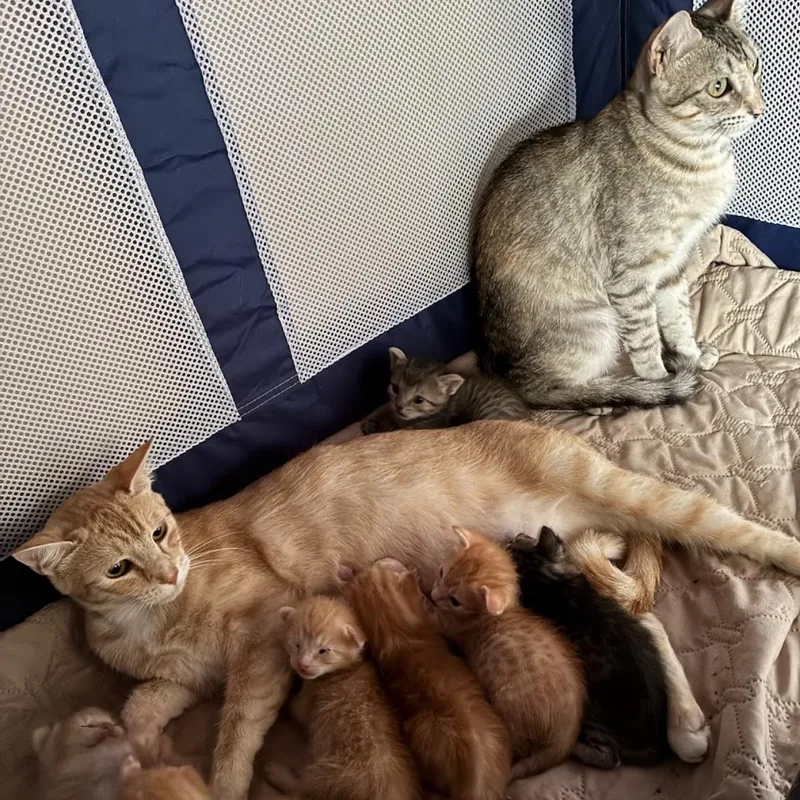 Rain & Sunshine Bonded thumbnail 6