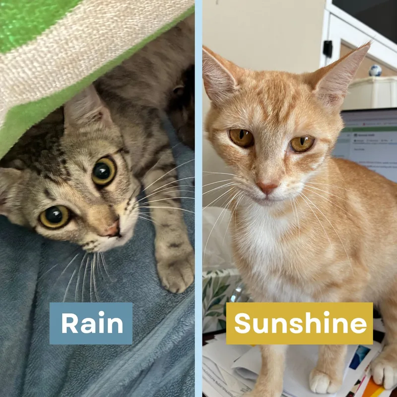 Rain & Sunshine Bonded