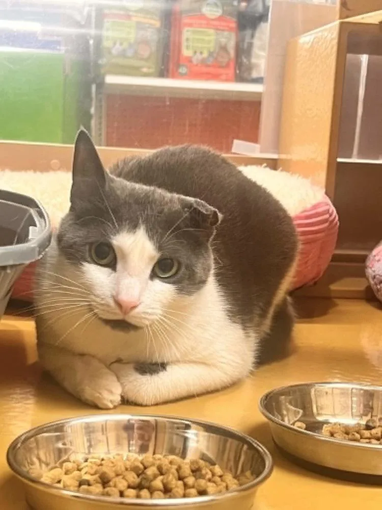 An adult small-sized female Gray & White Domestic Short Hair cat named Leia for adoption in Patchogue, NY