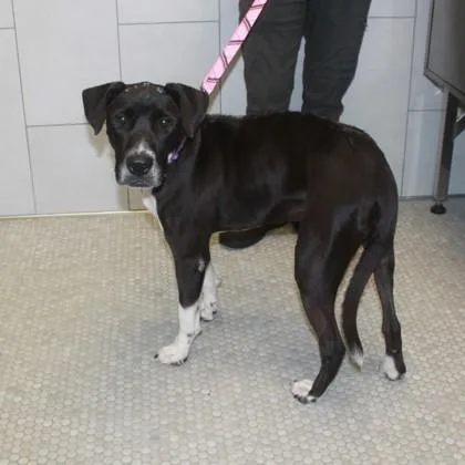 An adult medium-sized female Mixed Breed dog named Tippi+ for adoption in Elk Grove Village, IL