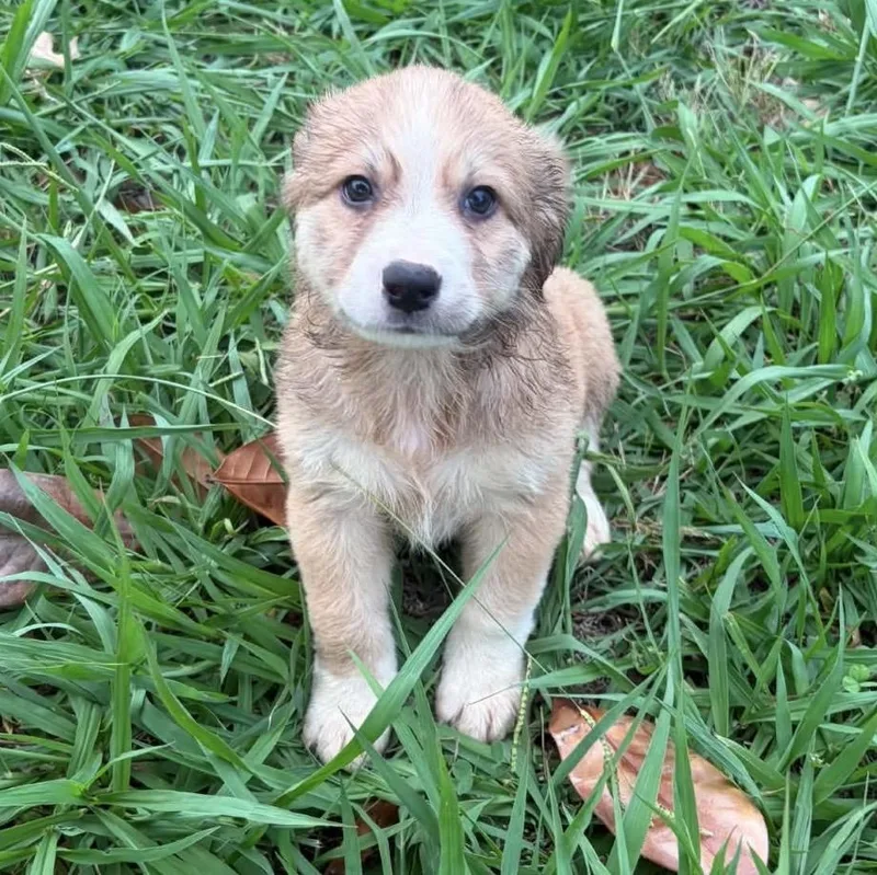 A baby medium-sized male Yellow / Tan / Blond / Fawn Australian Shepherd dog named Drift for adoption in Pelham, NH