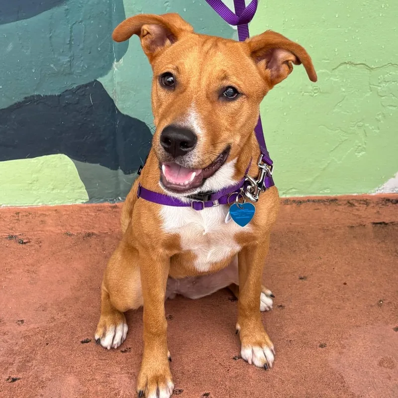 A baby medium-sized female Red / Chestnut / Orange Terrier dog named Bailey for adoption in Fort Lauderdale, FL