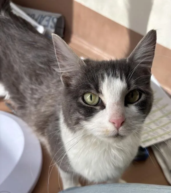 A young small-sized female Domestic Medium Hair cat named Mamas for adoption in Kennewick, WA