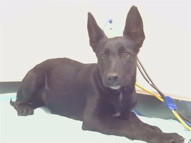 A baby small-sized female German Shepherd Dog dog named Blackberry for adoption in Sacramento, CA