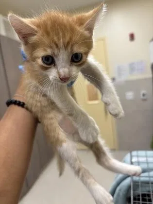 A baby small-sized male Domestic Short Hair cat named Houdini for adoption in Honolulu, HI