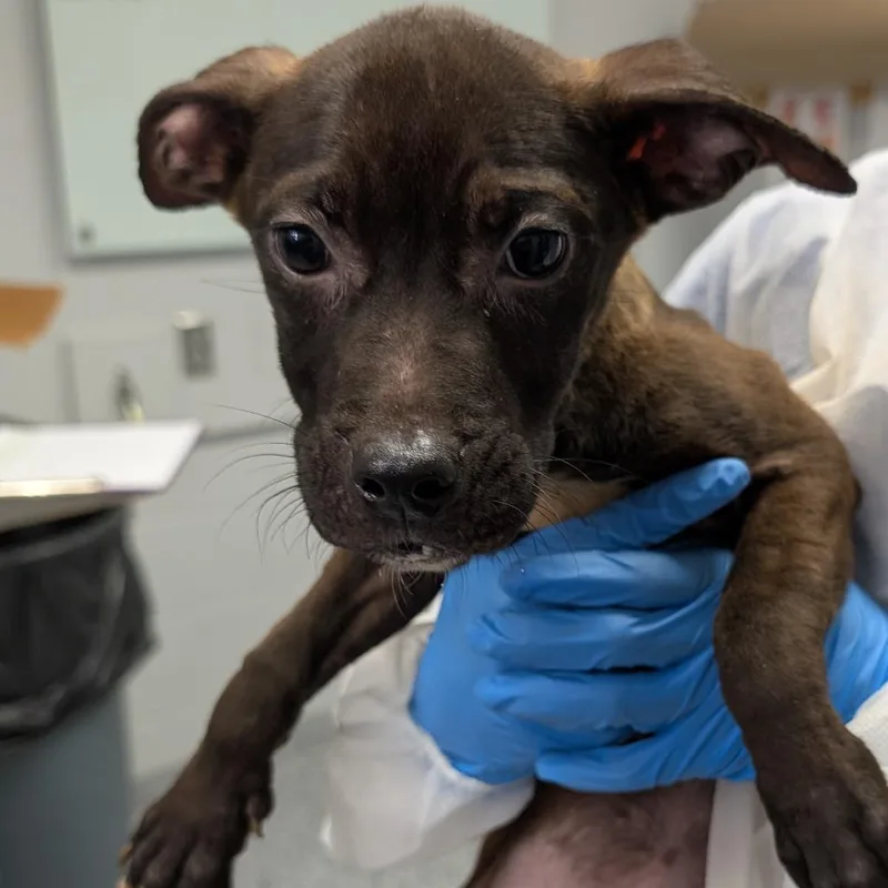 A baby small-sized female Mixed Breed dog named Flower for adoption in Greenville, SC