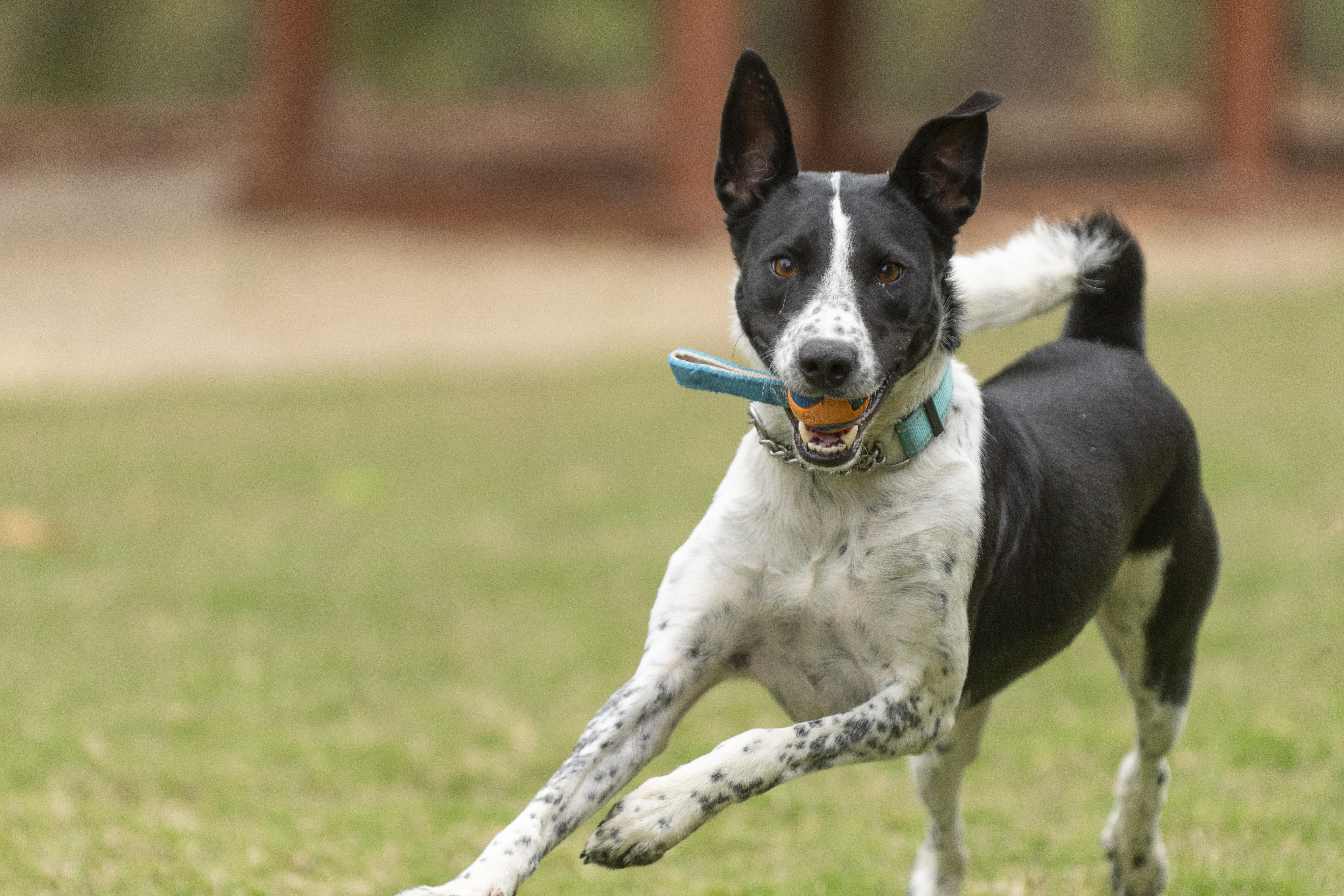 A young medium-sized male Harlequin Border Collie dog named Charlie for adoption in Santa Paula, CA