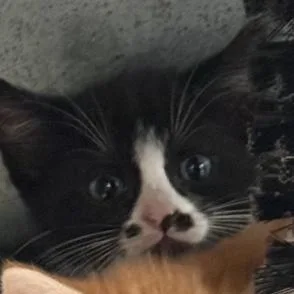 A baby small-sized female Black Domestic Short Hair cat named Azzy for adoption in Port Aransas, TX