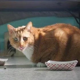 An adult medium-sized male Domestic Short Hair cat named Julius for adoption in Fairfax, VA