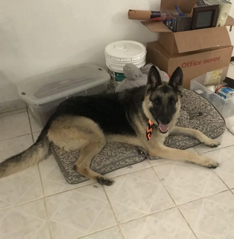 A senior large-sized male German Shepherd Dog dog named Max for adoption in McKinney, TX