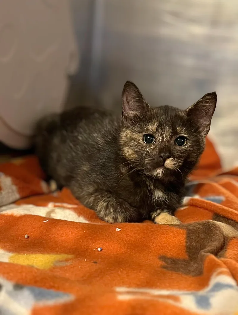 A baby medium-sized female Tortoiseshell Domestic Short Hair cat named Dot for adoption in Seville, OH