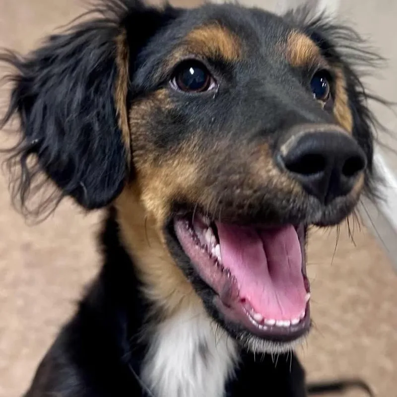 A baby small-sized male Black Mixed Breed dog named Luka for adoption in Joliet, IL