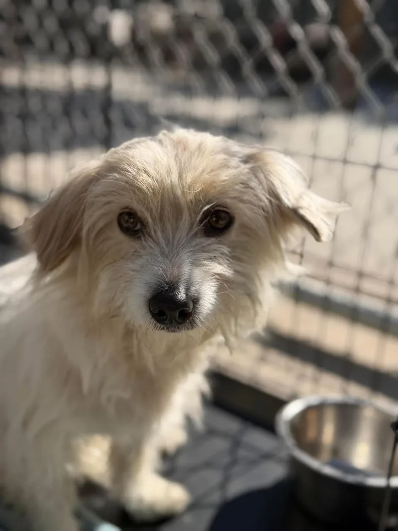 An adult small-sized female White / Cream Norfolk Terrier dog named Skye for adoption in Oakdale, CA