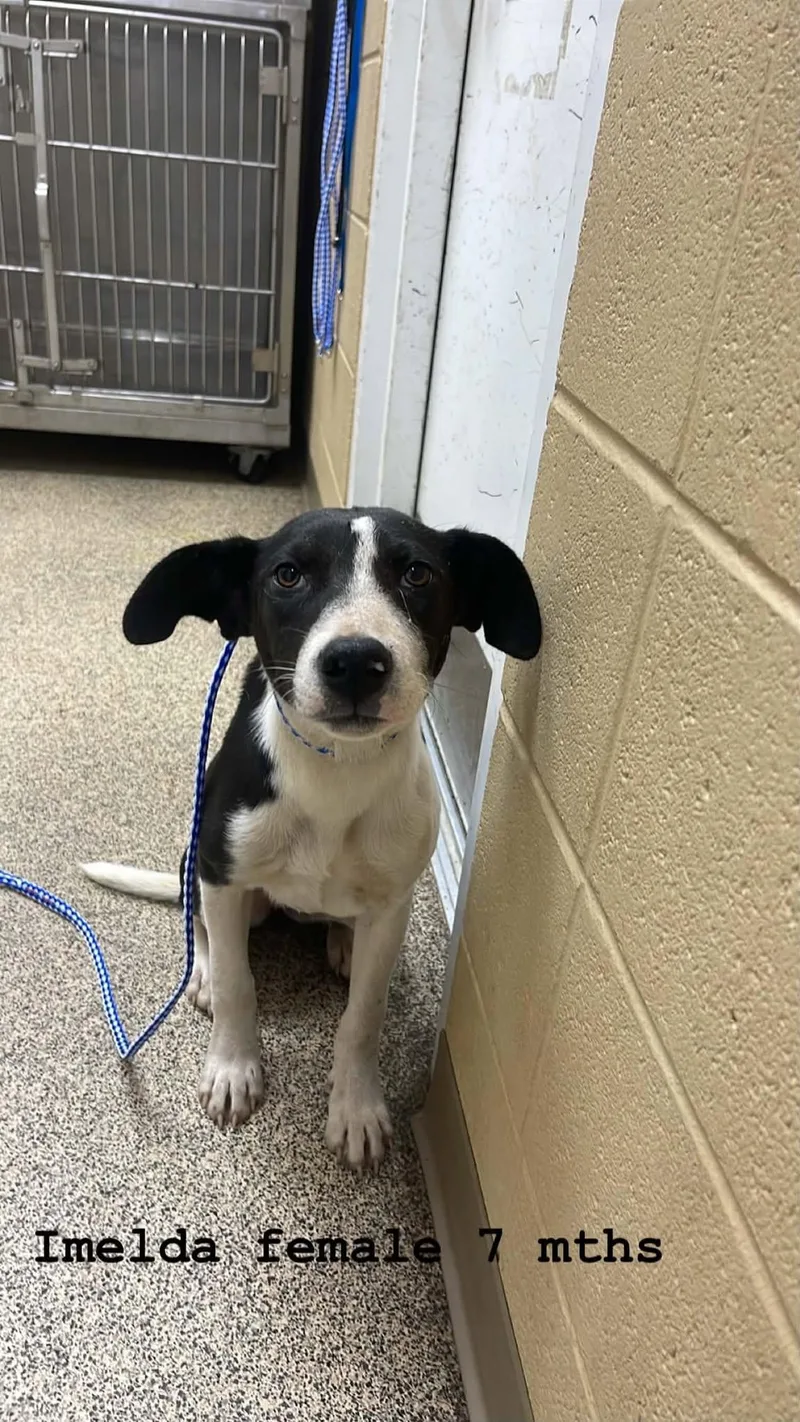 A young medium-sized female Black Hound dog named Imelda for adoption in Fort Payne, AL