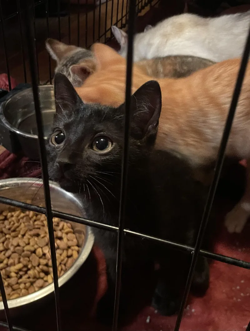 A baby medium-sized male Black Domestic Short Hair cat named Yumi for adoption in Woodlawn, TN
