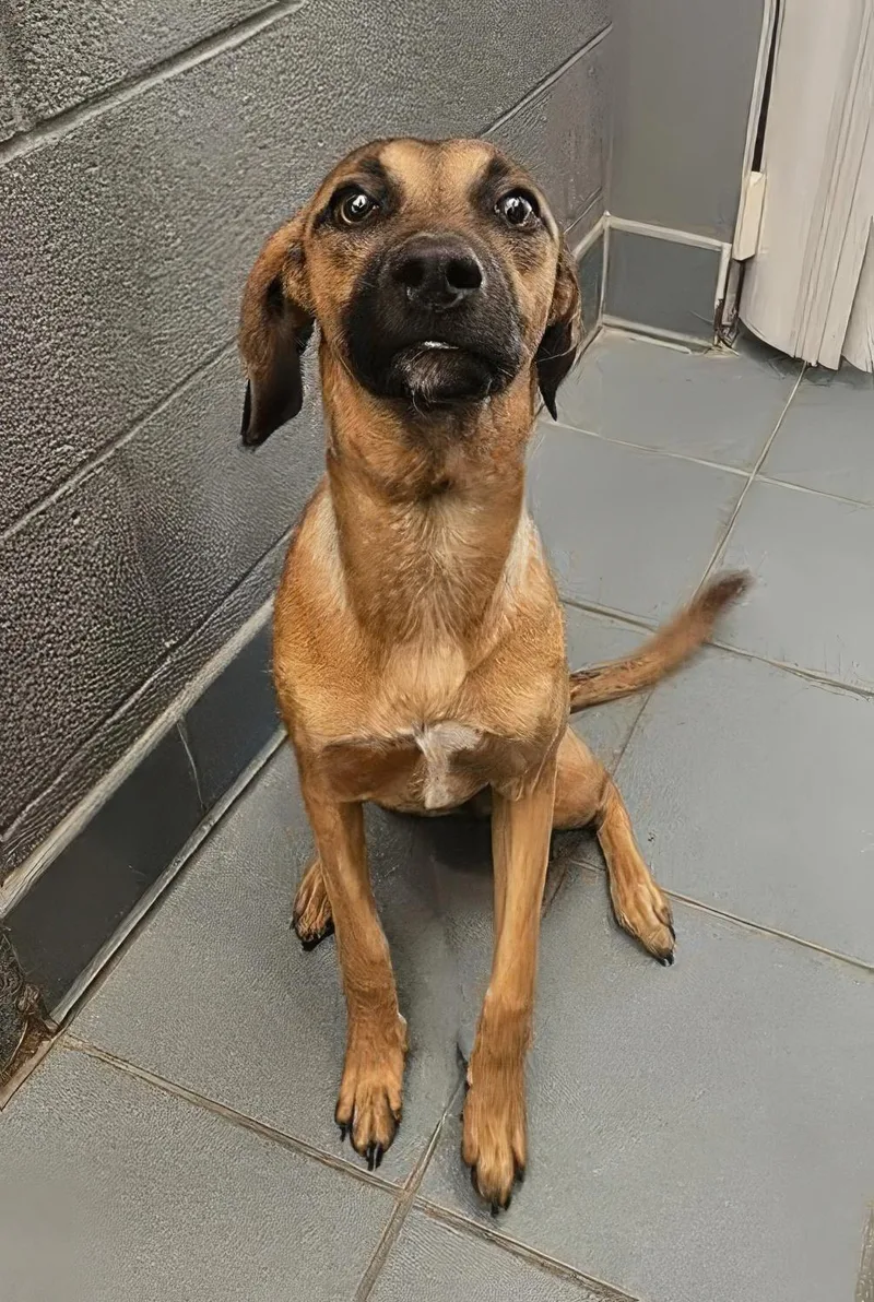A young medium-sized female Black Mixed Breed dog named Bonsai for adoption in Nashville, TN
