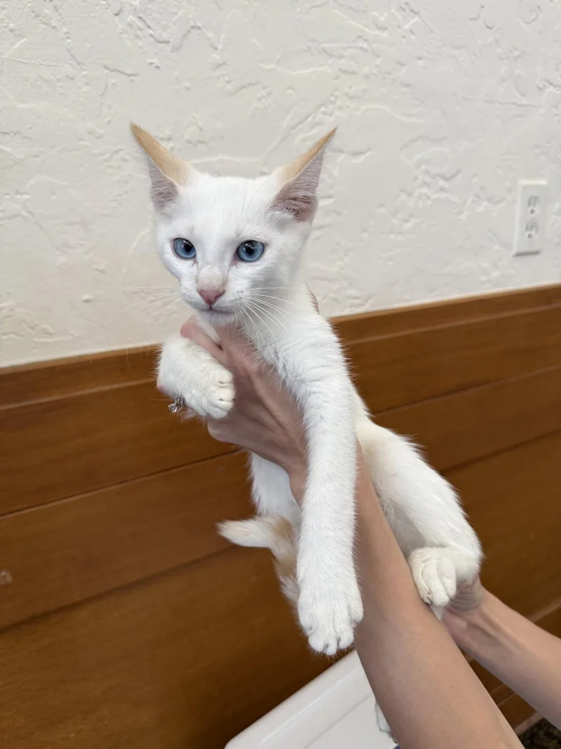A baby medium-sized male Siamese cat named Walter for adoption in Napa, CA