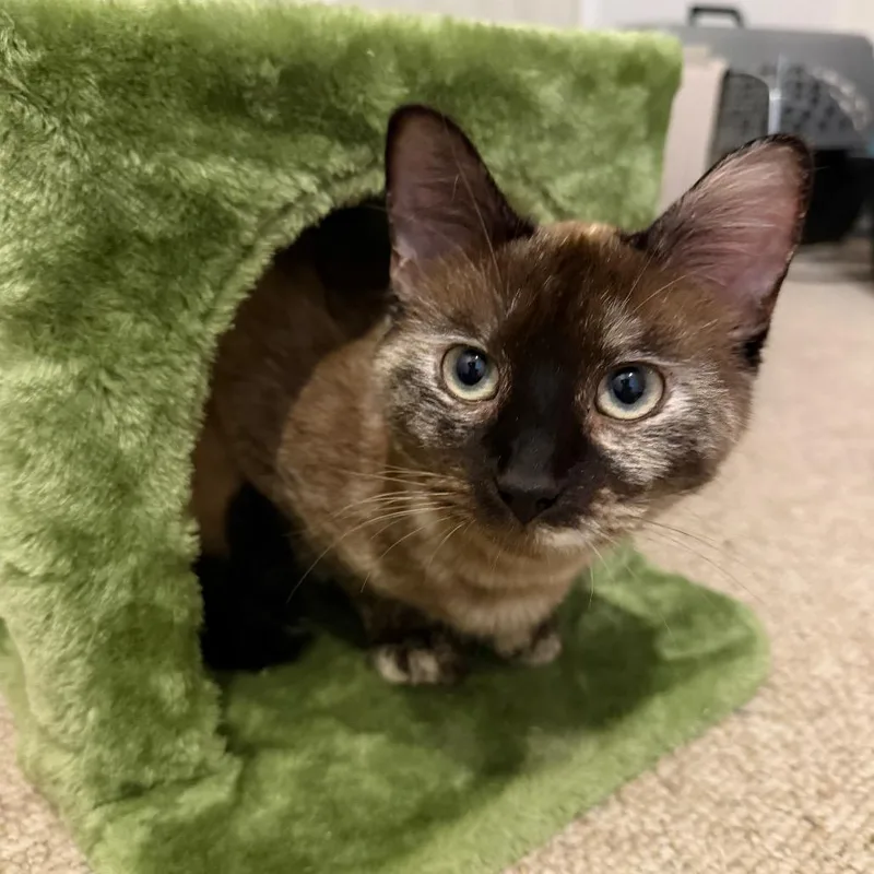 Libby