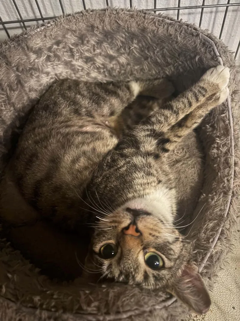 An adult medium-sized female Tabby (Brown / Chocolate) Domestic Short Hair cat named Columbia for adoption in Escondido, CA