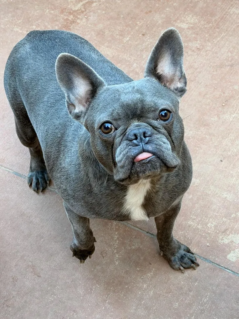 An adult small-sized female French Bulldog dog named Rayma for adoption in North Freedom, WI