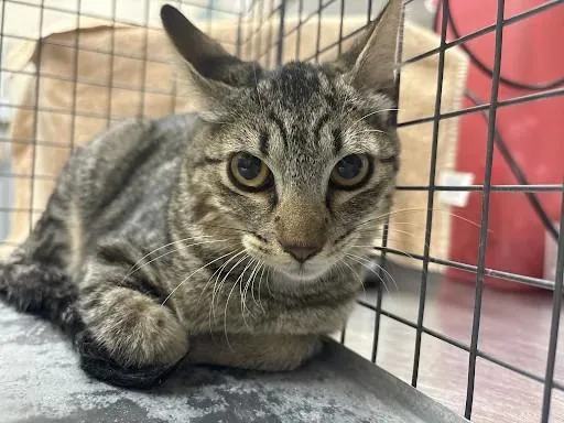 A baby small-sized female Domestic Short Hair cat named Lanni for adoption in Las Vegas, NV