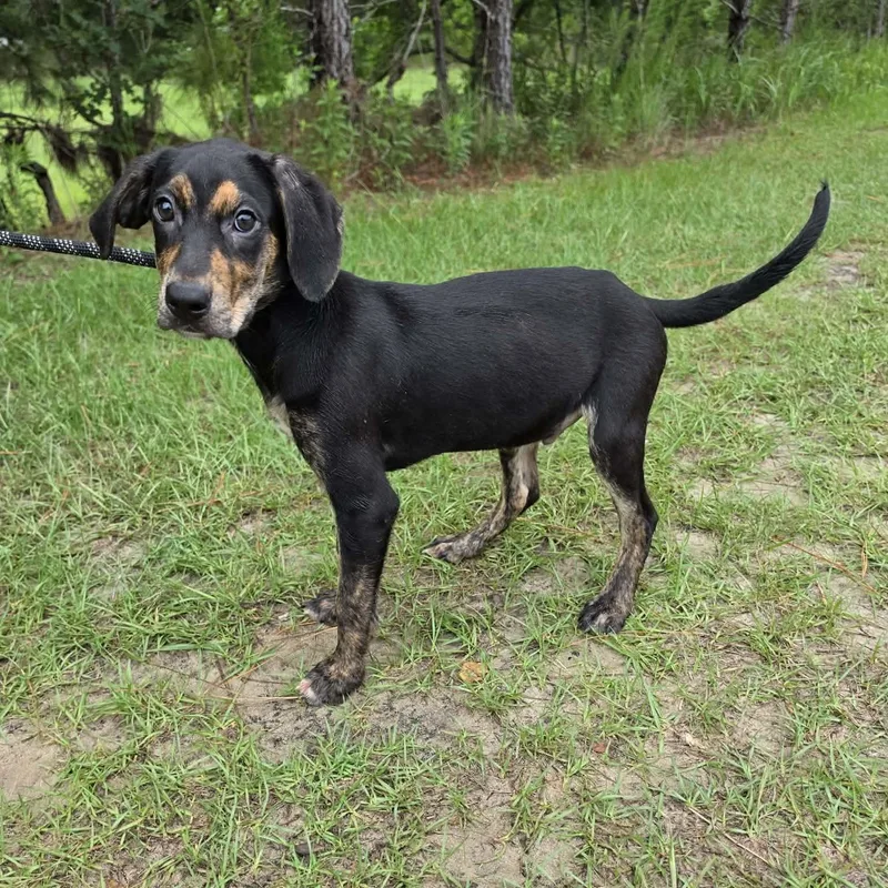 A baby medium-sized male Tricolor (Brown, Black, & White) Treeing Walker Coonhound dog named Nelson for adoption in Foley, AL