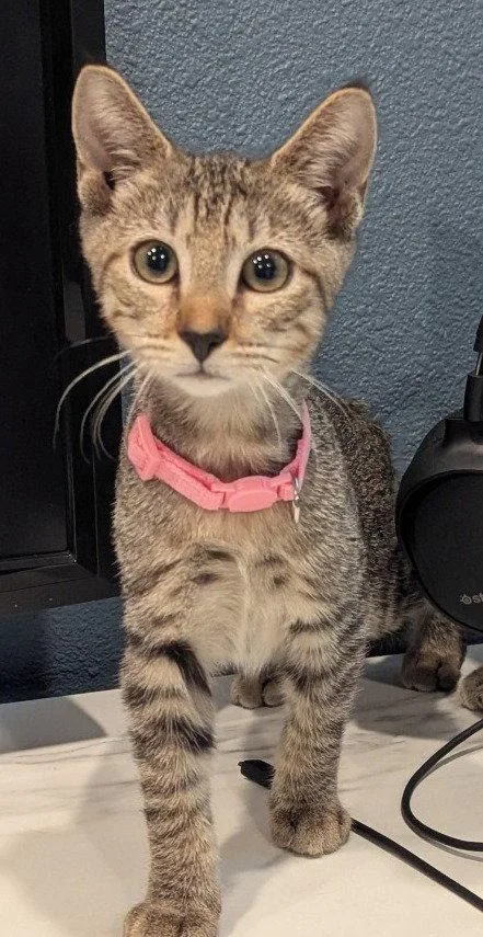 A baby medium-sized female Brown / Chocolate Domestic Short Hair cat named Clementine for adoption in Oviedo, FL