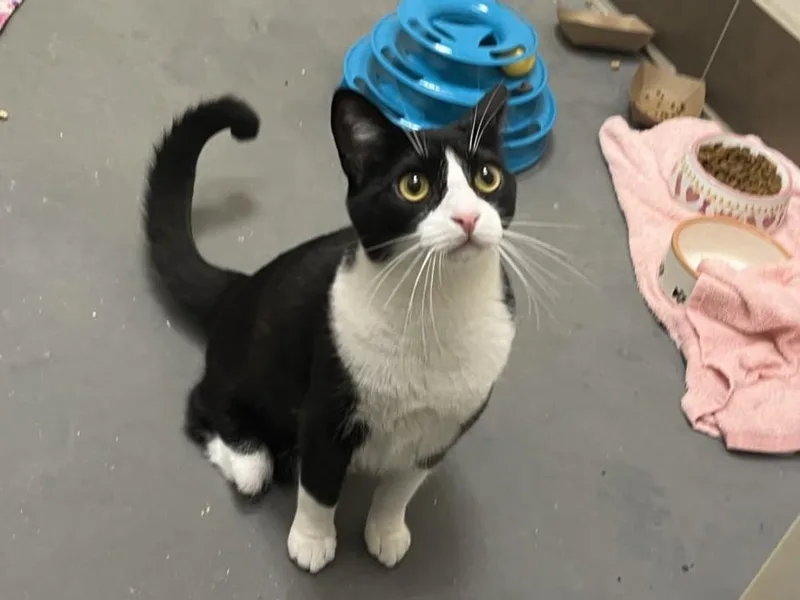 A young small-sized female Domestic Short Hair cat named Laney for adoption in Chapel Hill, NC