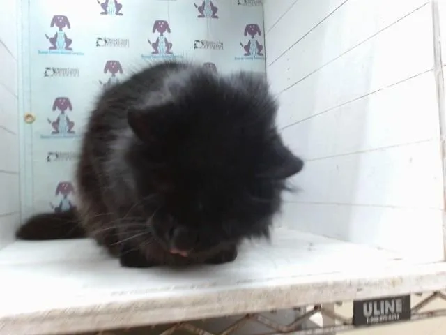 Panther