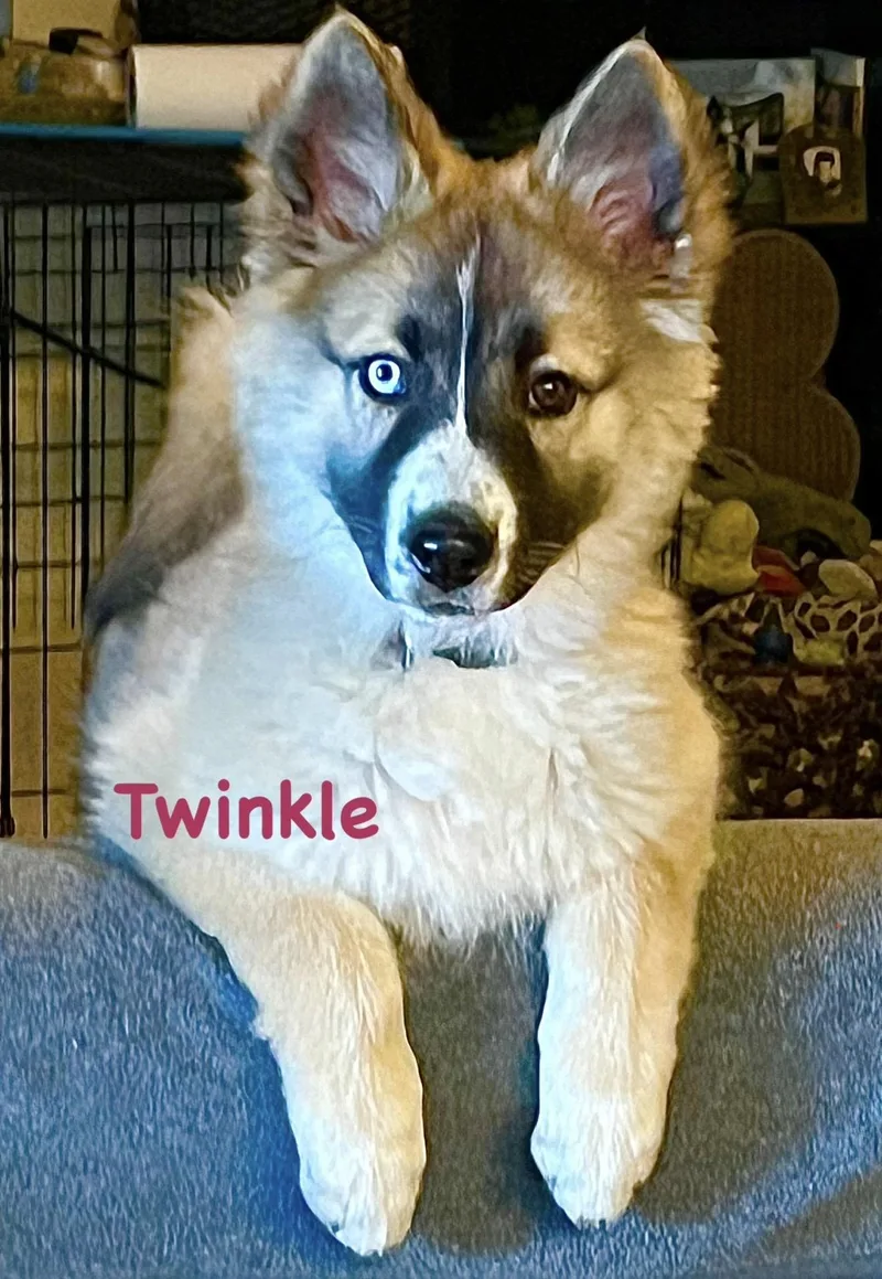 Twinkle thumbnail 4