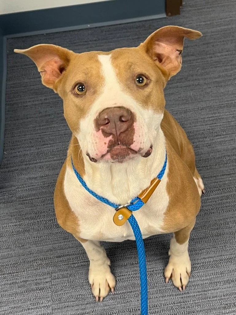 An adult medium-sized female Pit Bull Terrier dog named Lottie for adoption in Tarboro, NC