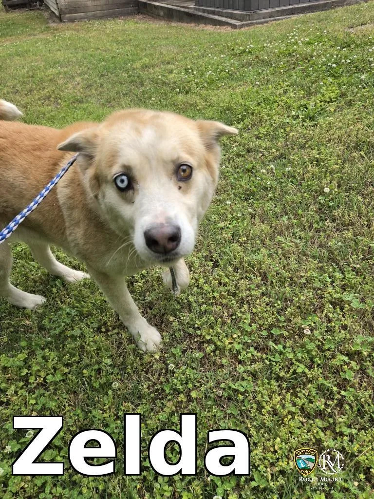 An adult large-sized female Husky dog named Zelda for adoption in Rocky Mount, NC