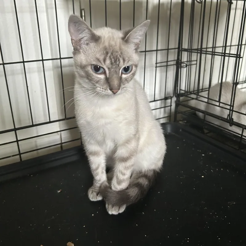 A young medium-sized male Seal Point Domestic Short Hair cat named Frankie for adoption in Springdale, AR