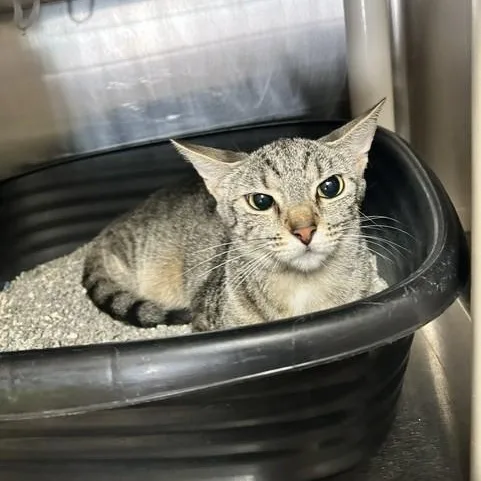 A young small-sized female Tabby (Buff / Tan / Fawn) Domestic Short Hair cat named Thelma for adoption in Triadelphia, WV