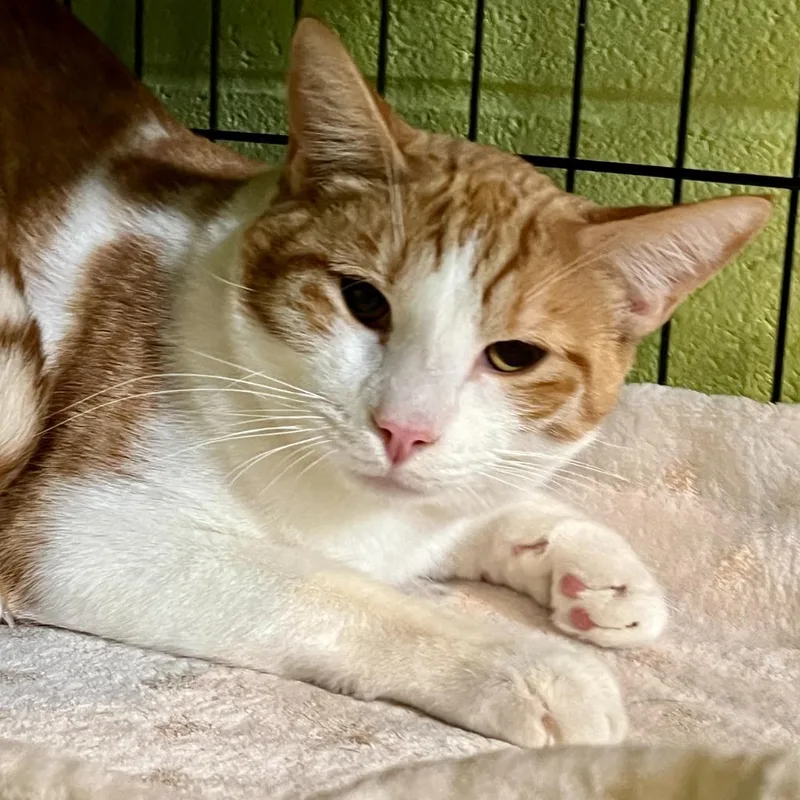 An adult medium-sized male Domestic Short Hair cat named Forest for adoption in South Bend, IN