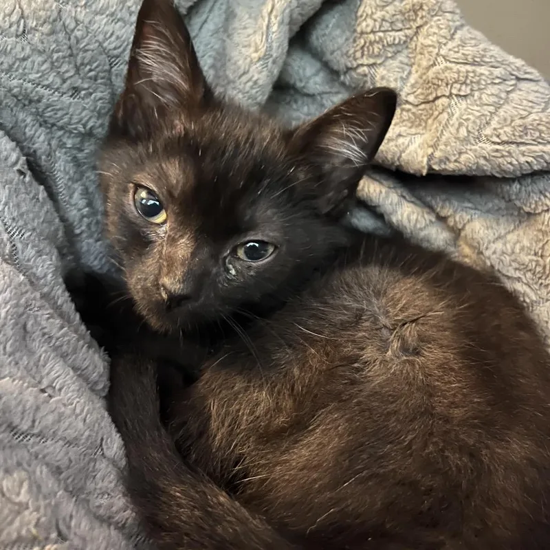 A baby small-sized male Black Domestic Medium Hair cat named Dd for adoption in Charleston, WV