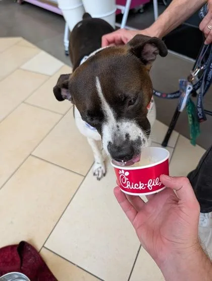 An adult medium-sized female Mixed Breed dog named Patches for adoption in West Chester, PA
