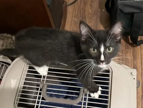 A baby medium-sized female Black & White / Tuxedo Domestic Short Hair cat named Pippinportofino Petsmart for adoption in Spring, TX
