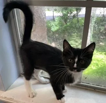 Pippinportofino Petsmart thumbnail 2