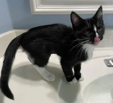 Pippinportofino Petsmart thumbnail 3