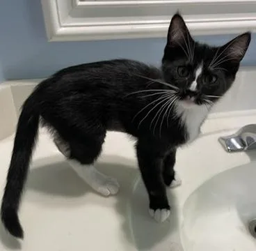 Pippinportofino Petsmart thumbnail 4