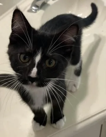 Pippinportofino Petsmart thumbnail 5