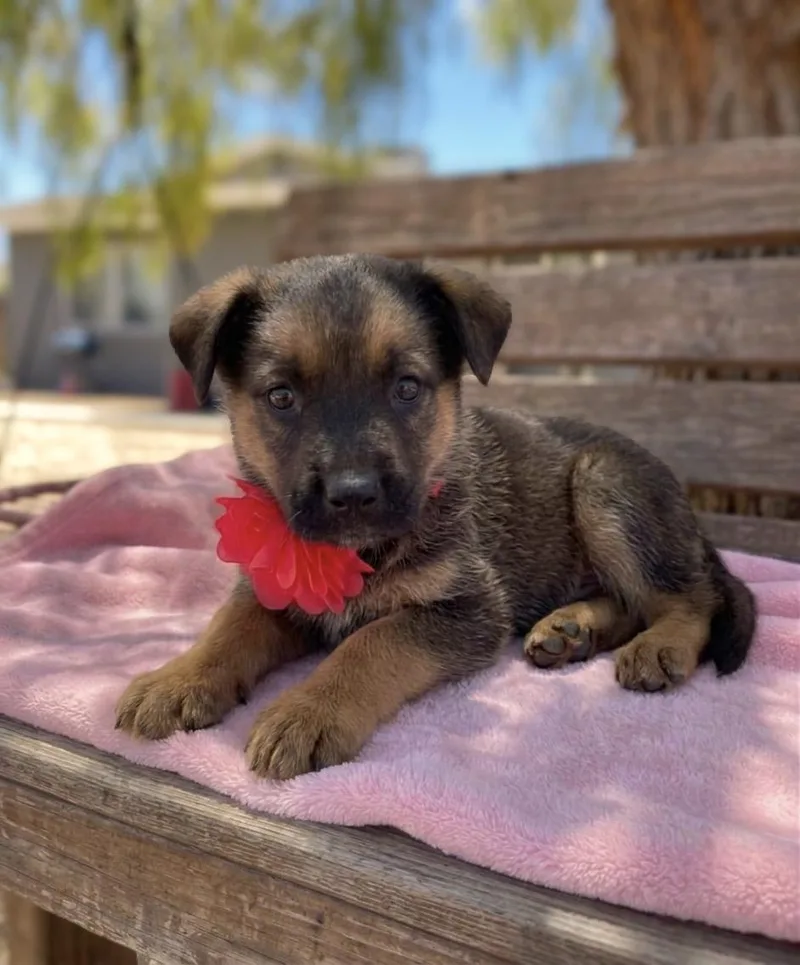 A baby medium-sized female German Shepherd Dog dog named Satin for adoption in Anza, CA