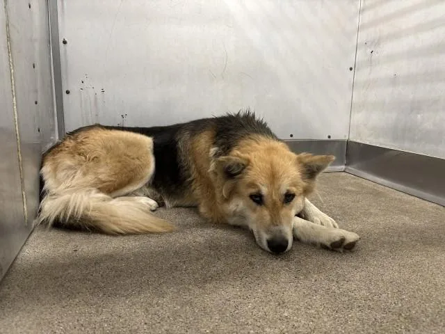 A young large-sized female German Shepherd Dog dog named Bailey for adoption in San Bernardino, CA