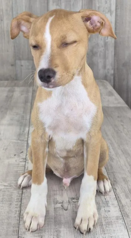 An adult small-sized male Mixed Breed dog named Gruff for adoption in Shreveport, LA