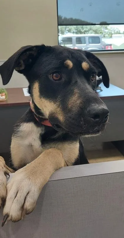 An adult medium-sized female German Shepherd Dog dog named Bridgette for adoption in La Grange, TX