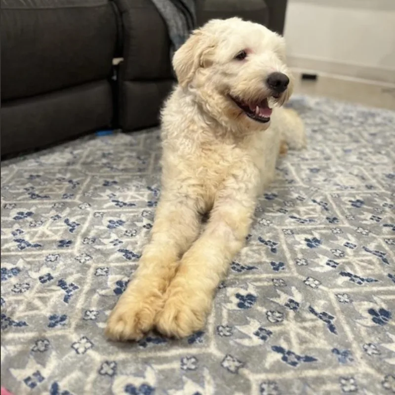 Dougal thumbnail 4