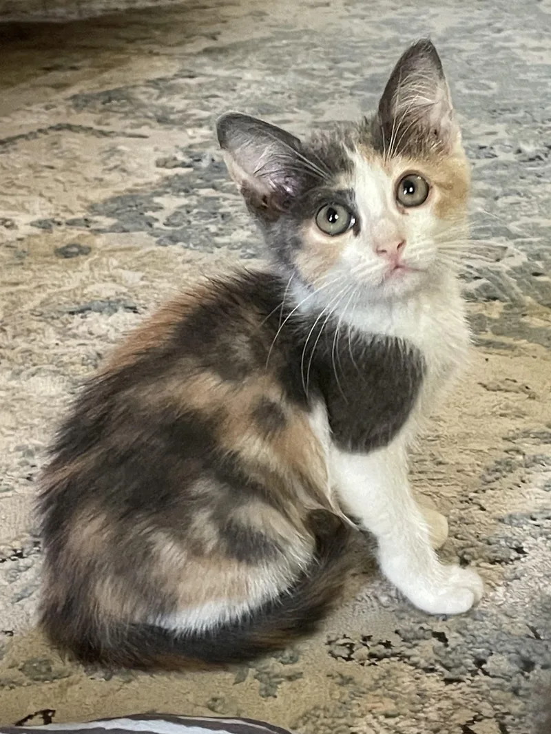 A baby medium-sized female Dilute Calico Domestic Short Hair cat named Pixie for adoption in Magnolia, TX